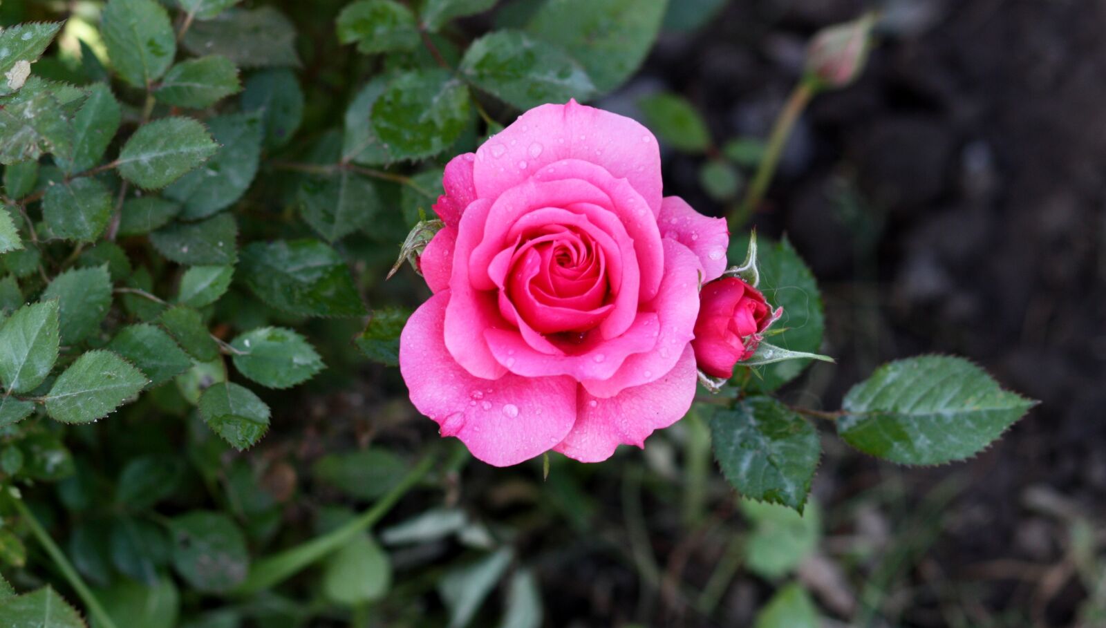 Canon EOS 450D (EOS Rebel XSi / EOS Kiss X2) sample photo. Rose, pink, rain photography