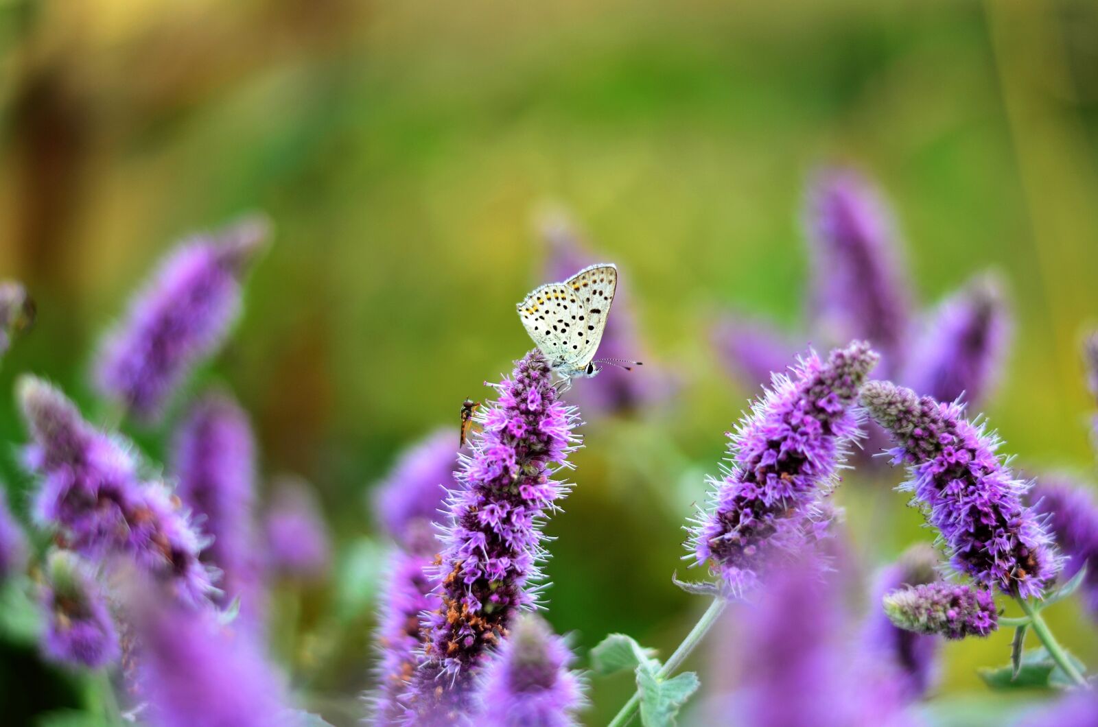 Nikon D5100 sample photo. Flower, nature, plant photography