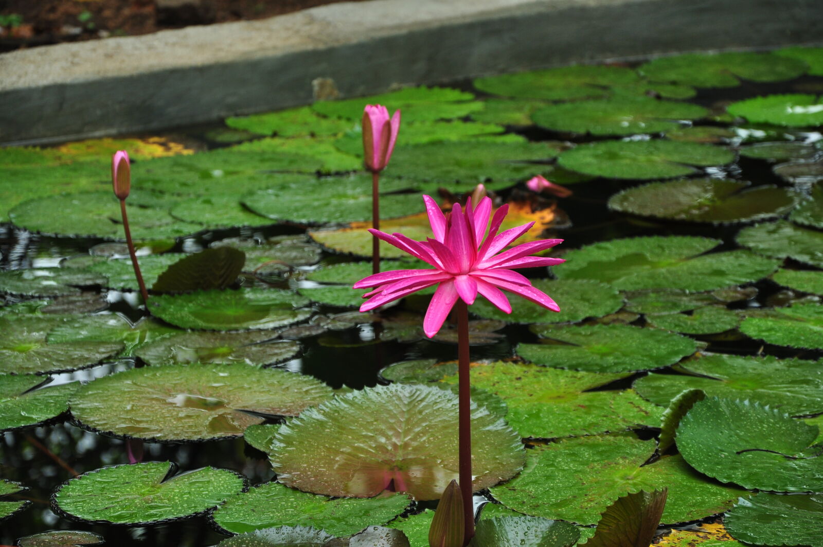 Nikon D90 sample photo. Beautiful, flowers, flower, lotus photography