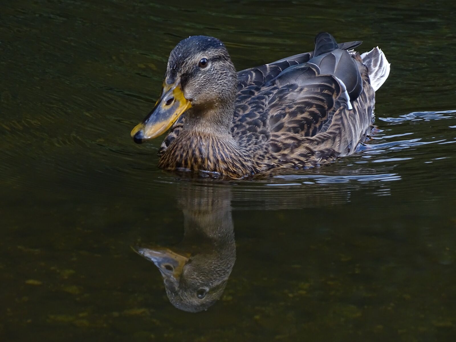 Sony Cyber-shot DSC-HX400V sample photo. Duck, water, water bird photography