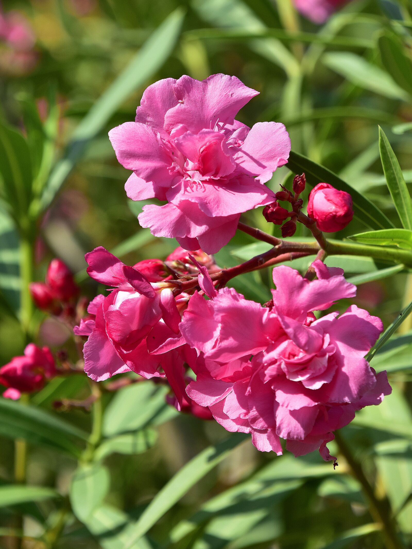 Nikon D7200 sample photo. Flower, garden, plant photography