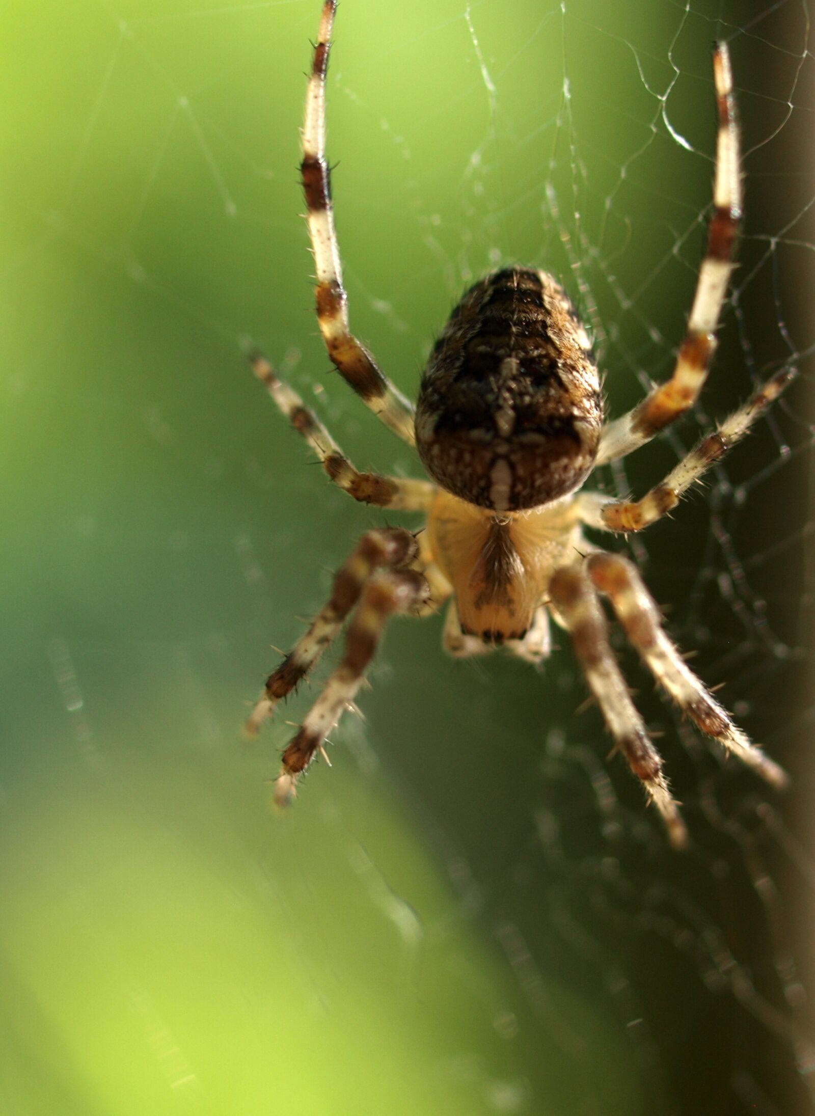 Olympus E-520 (EVOLT E-520) sample photo. Spider, insect, web photography