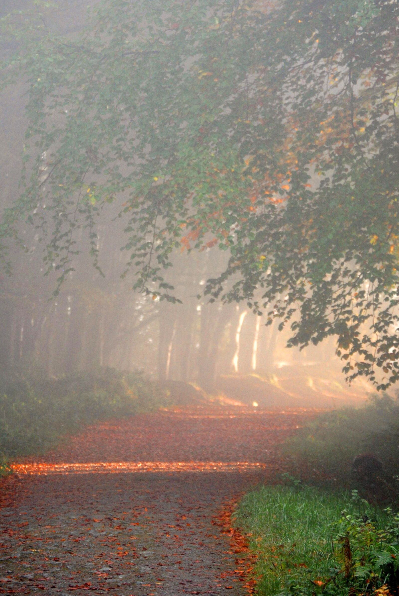 Nikon D3000 sample photo. Woods, forest, nature photography