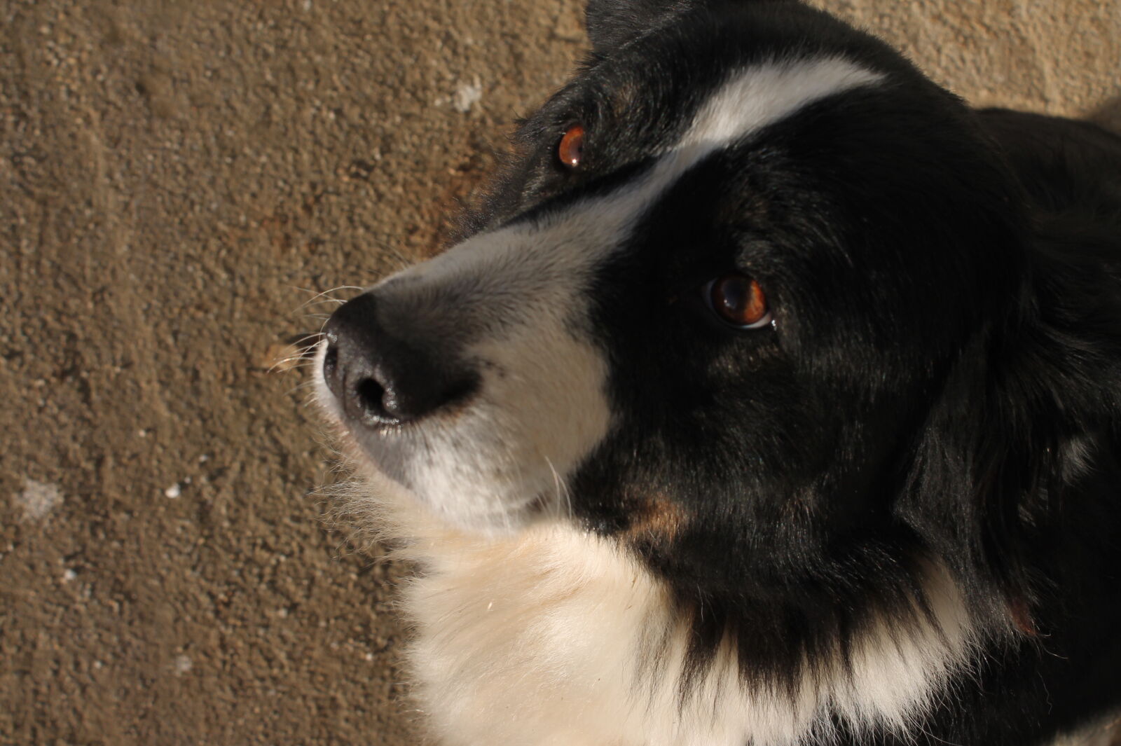 Canon EOS 1100D (EOS Rebel T3 / EOS Kiss X50) sample photo. My, dog, sisi photography
