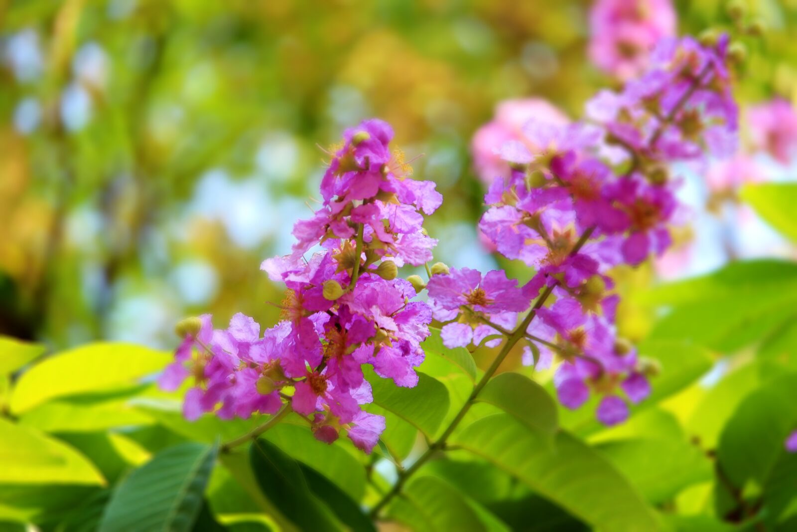 Canon EF-S 55-250mm F4-5.6 IS STM sample photo. Flowers, nature, yellow photography