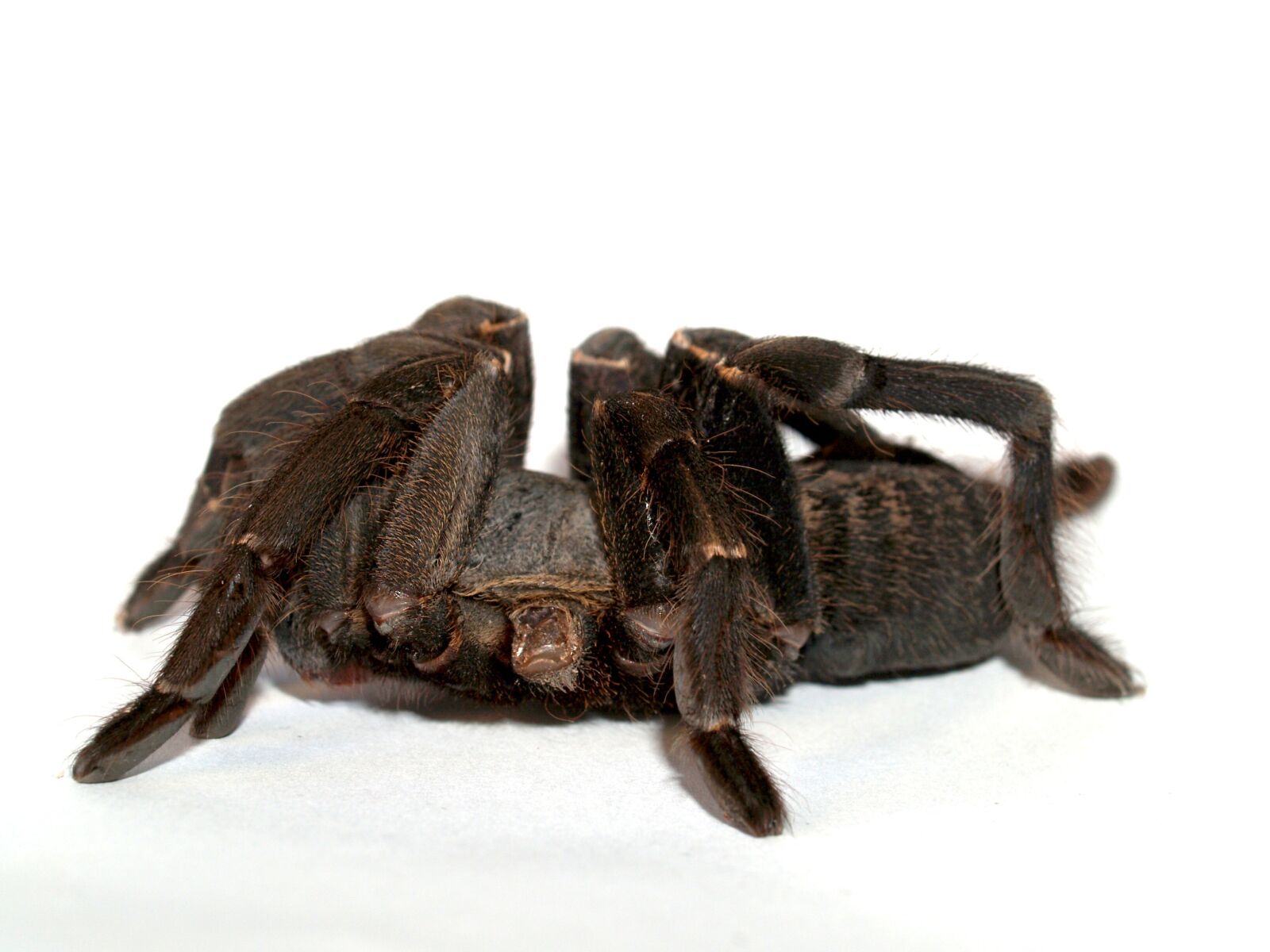 Olympus E-300 (EVOLT E-300) sample photo. Spider, tarantula, arthropod photography