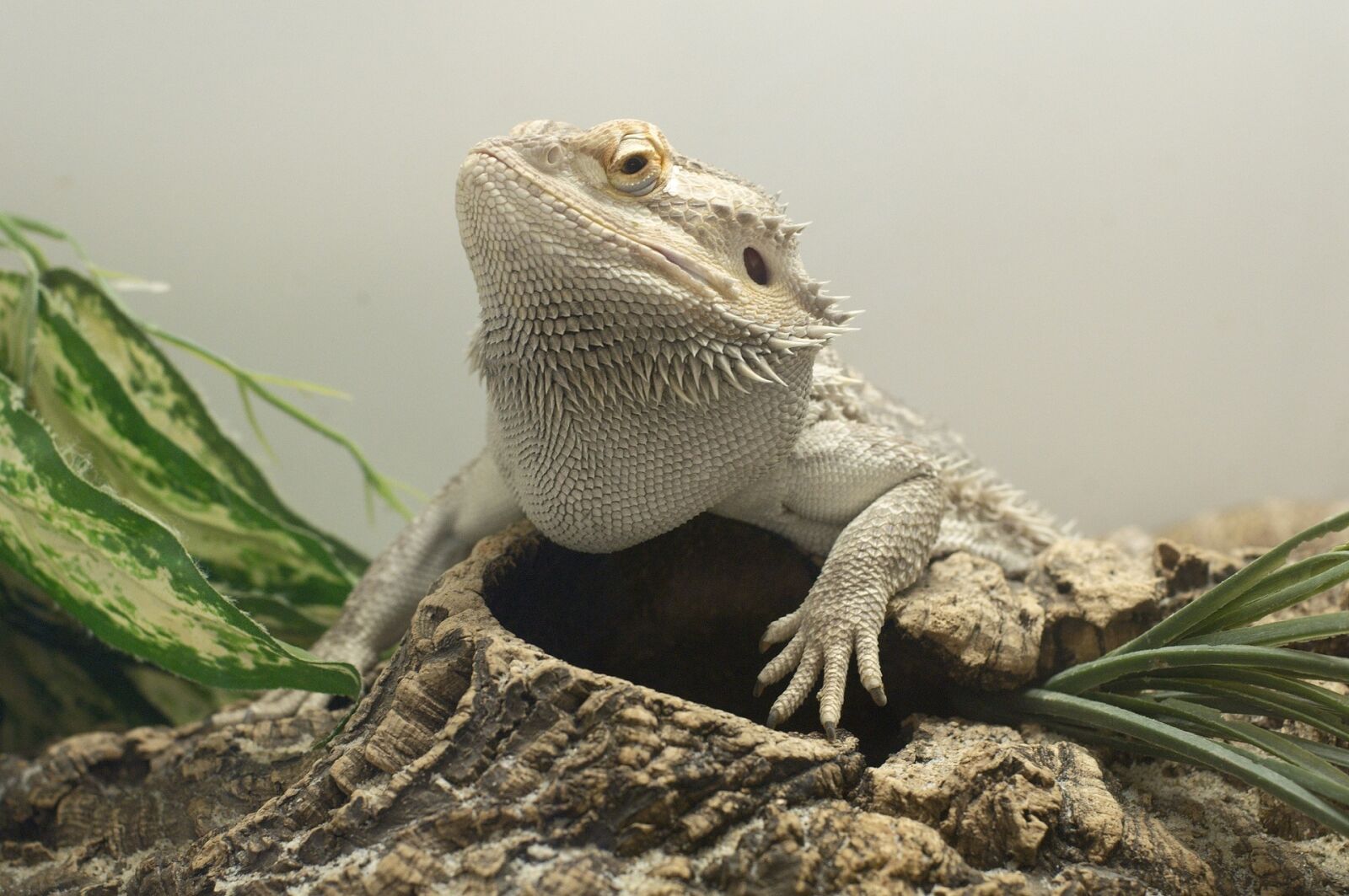 Nikon D300 sample photo. Bearded dragon, lizard, pogona photography