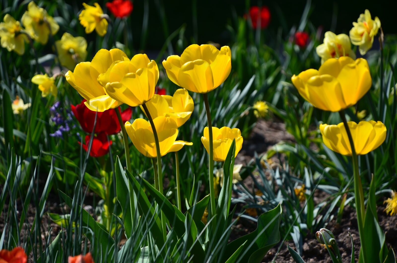 Nikon D7000 sample photo. Tulips, garden, flowers photography