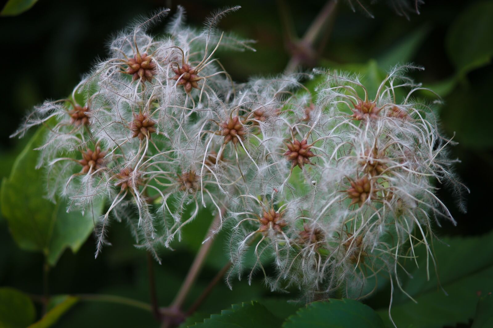 Canon EOS 1100D (EOS Rebel T3 / EOS Kiss X50) sample photo. Clematis, climber plant, nature photography