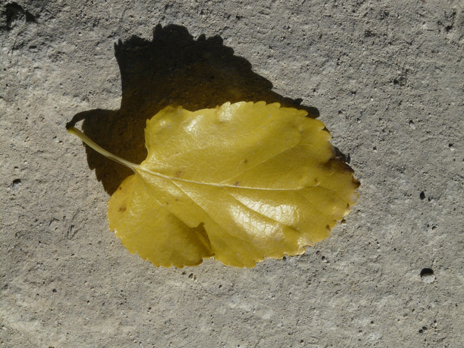 Panasonic DMC-FZ18 sample photo. Autumn, leaf, poplar leaf photography