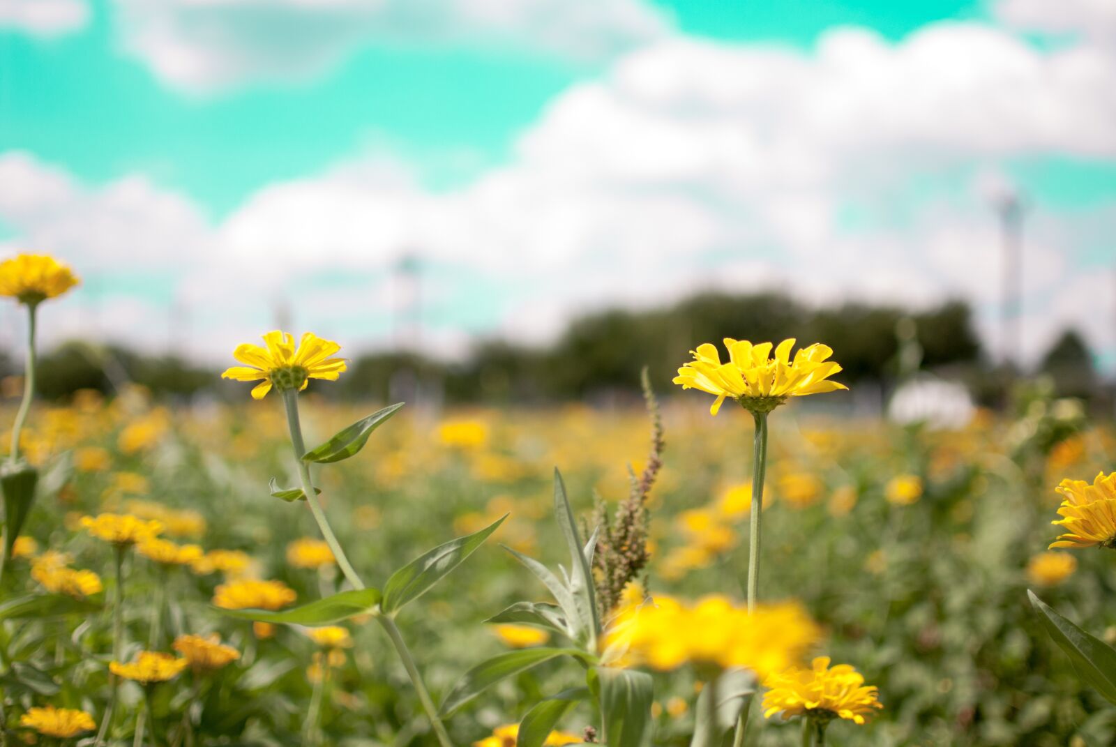 Nikon D200 sample photo. Flowers, sky, flowering photography