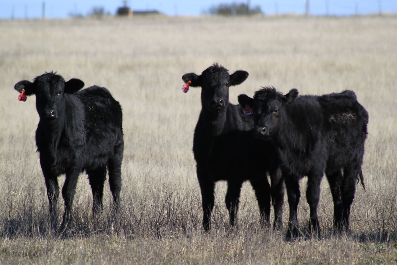 Canon EOS 500D (EOS Rebel T1i / EOS Kiss X3) sample photo. Angus, cows, black, cow photography