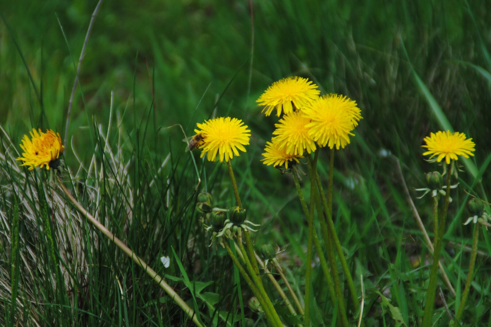 Nikon D3000 sample photo. Flowers, grass, summer photography