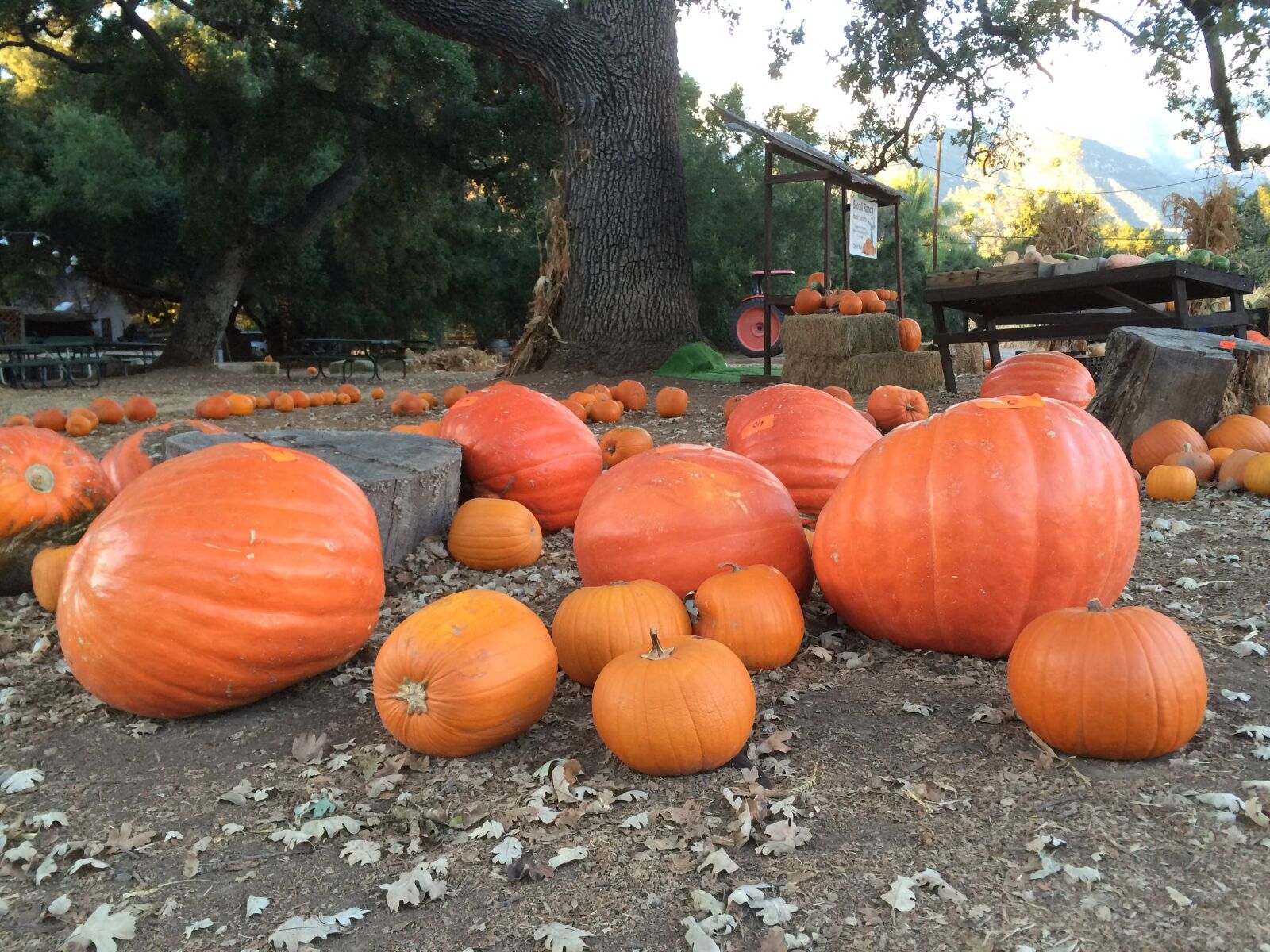 iPhone 5s back camera 4.15mm f/2.2 sample photo. Pumpkins, haloween, halloween photography