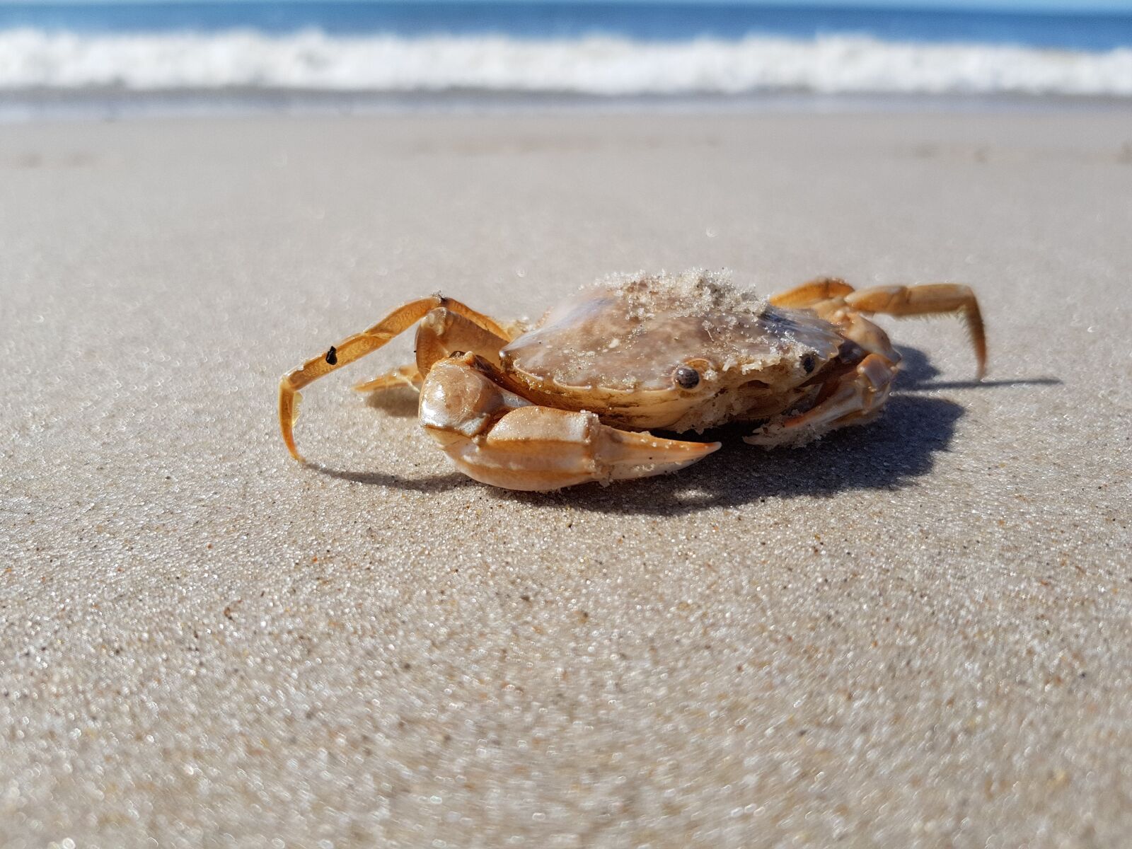 Samsung Galaxy S8 sample photo. Cancer, animal, crab photography