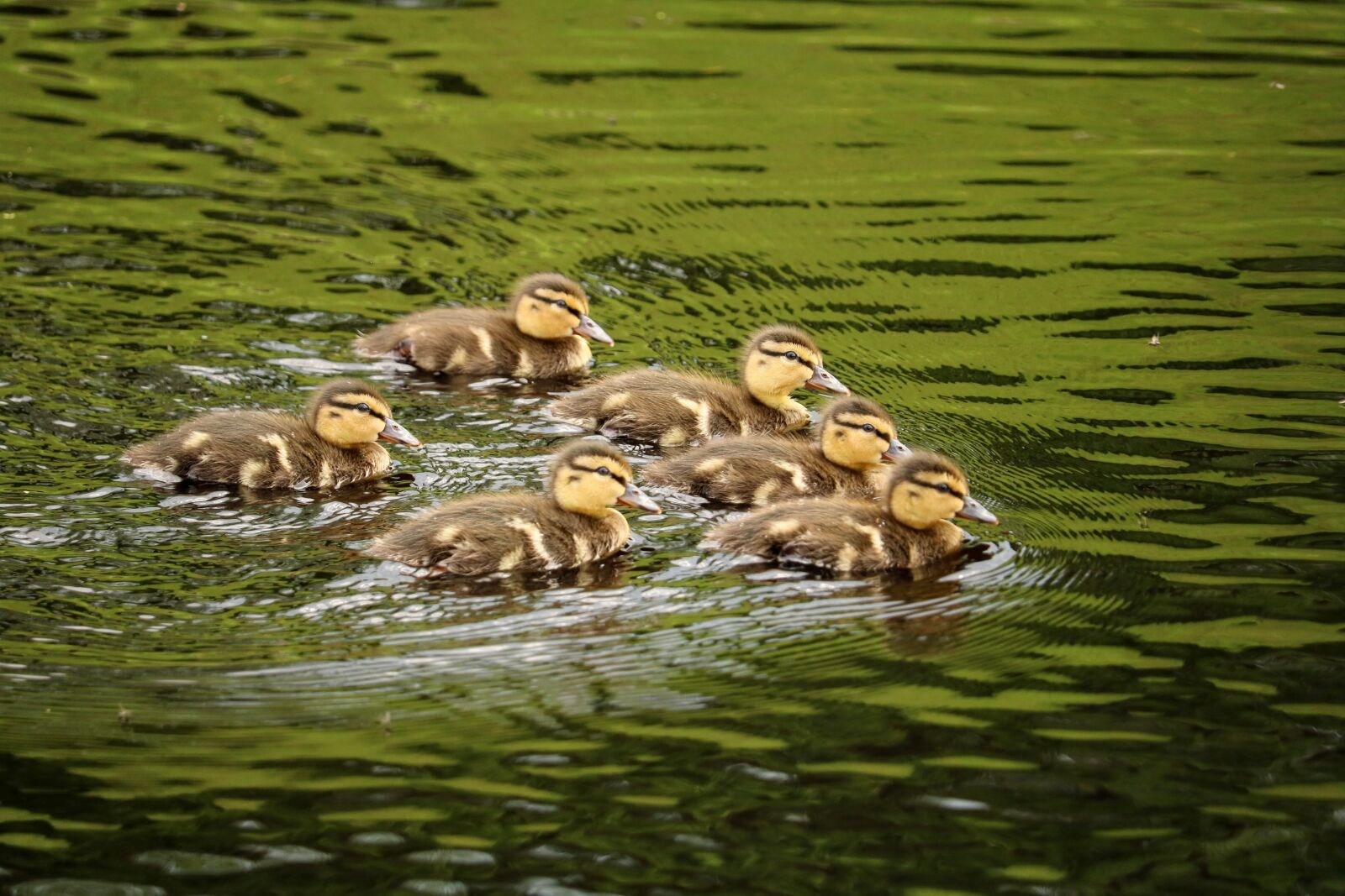 Canon EOS 750D (EOS Rebel T6i / EOS Kiss X8i) sample photo. Ducklings, chicks, ducky photography