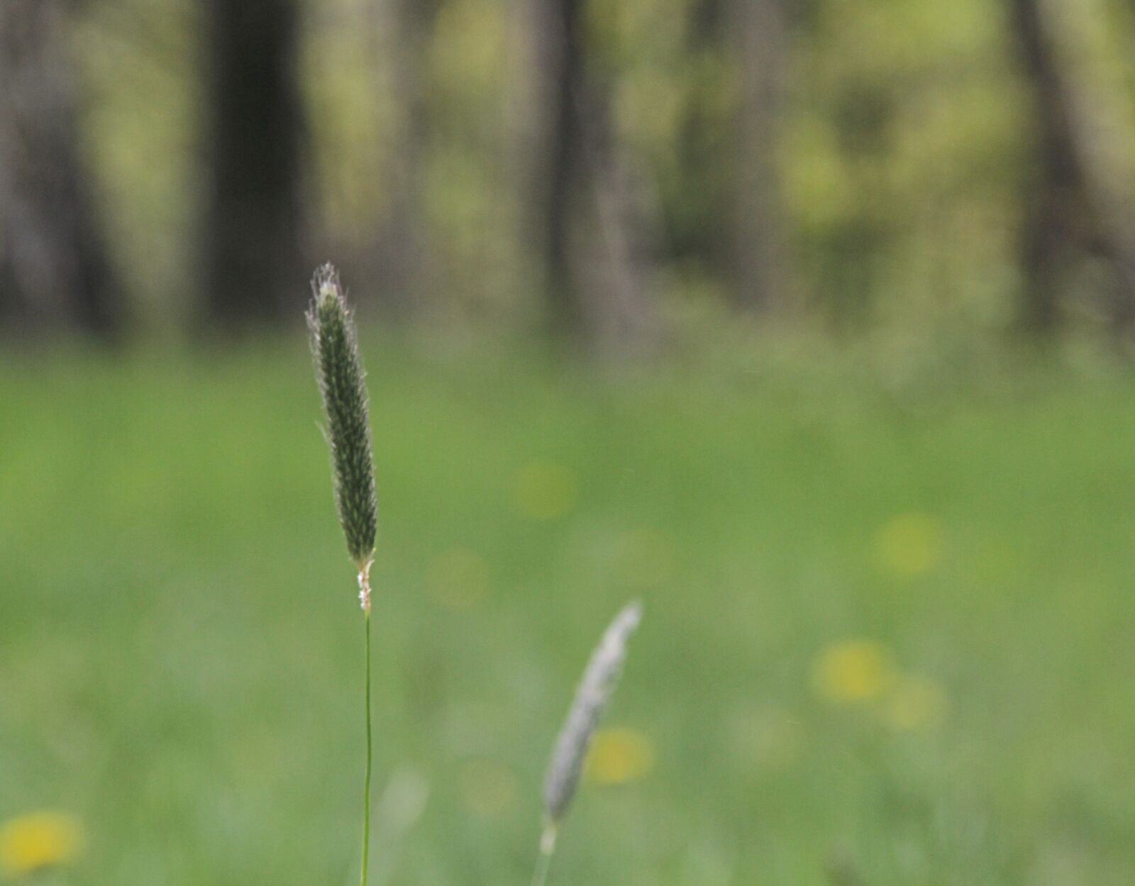 Canon EOS 550D (EOS Rebel T2i / EOS Kiss X4) sample photo. Grass, timothy, close up photography