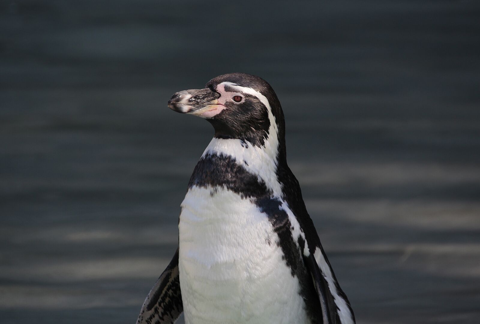 Canon EOS 700D (EOS Rebel T5i / EOS Kiss X7i) sample photo. Penguin, animal, bird photography