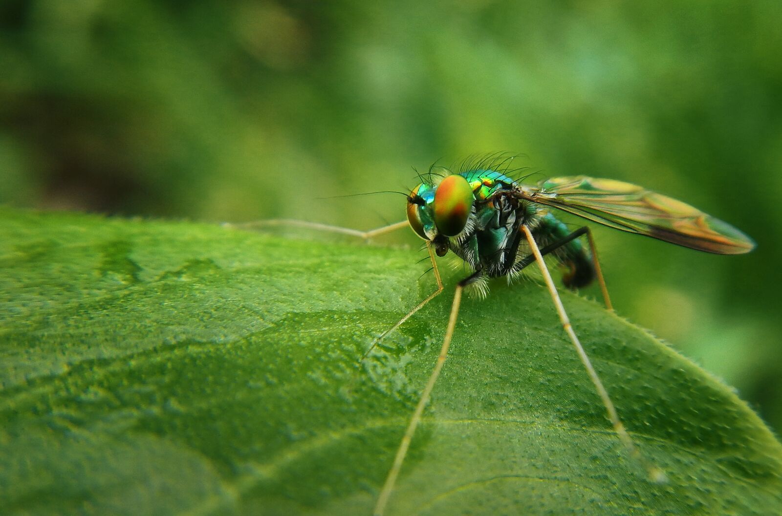 Nikon Coolpix AW110 sample photo. Fly, flying insect, green photography