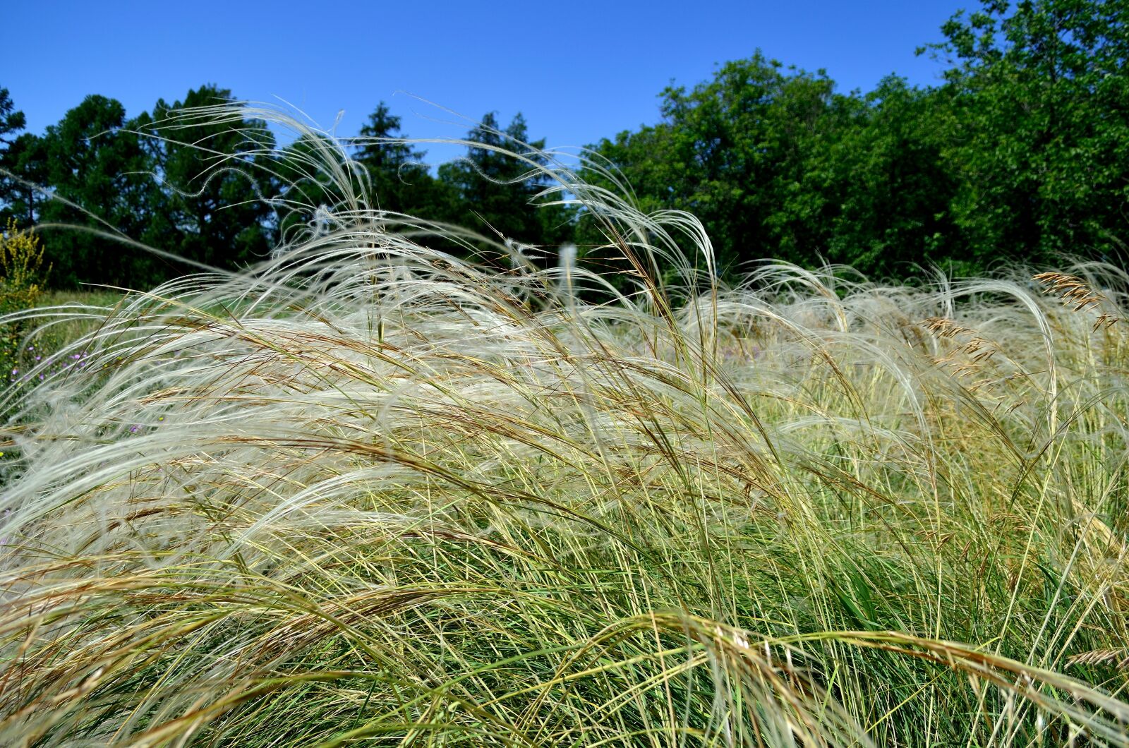 Nikon D5100 sample photo. Flowers, summer, motley grass photography