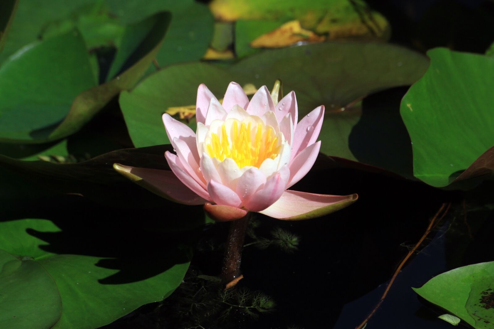 Canon EOS 50D sample photo. Lotus, lake, water lilies photography