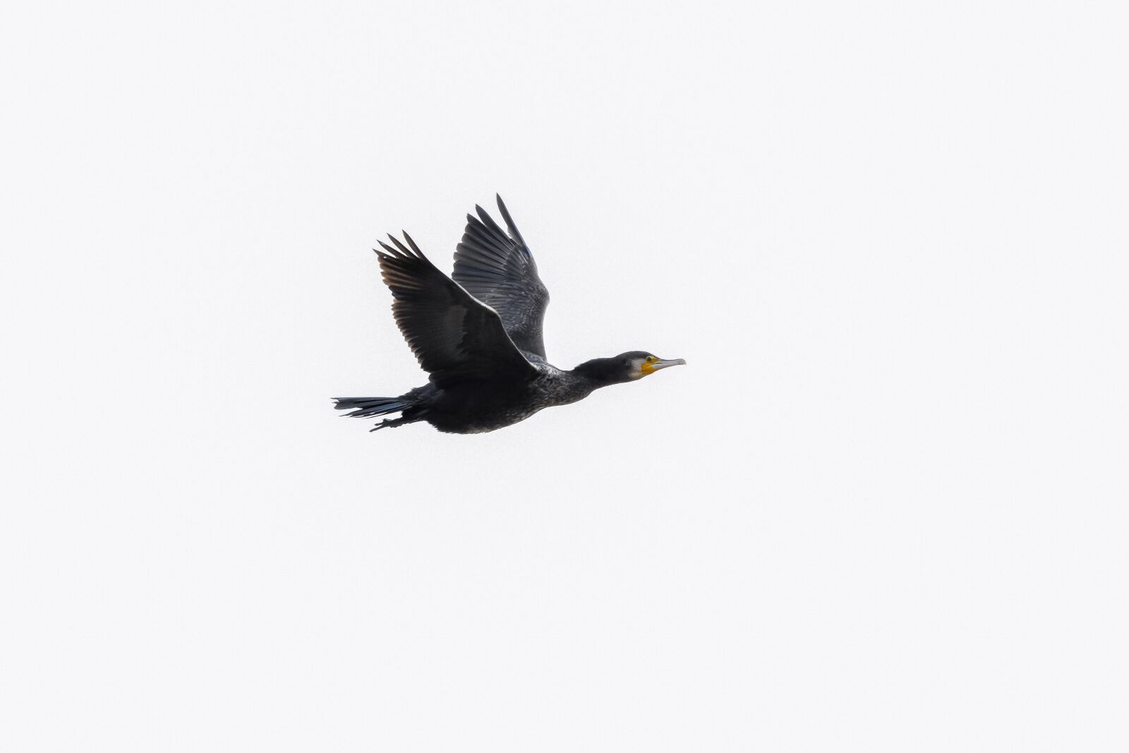Nikon D7200 sample photo. Animal, sky, bird photography
