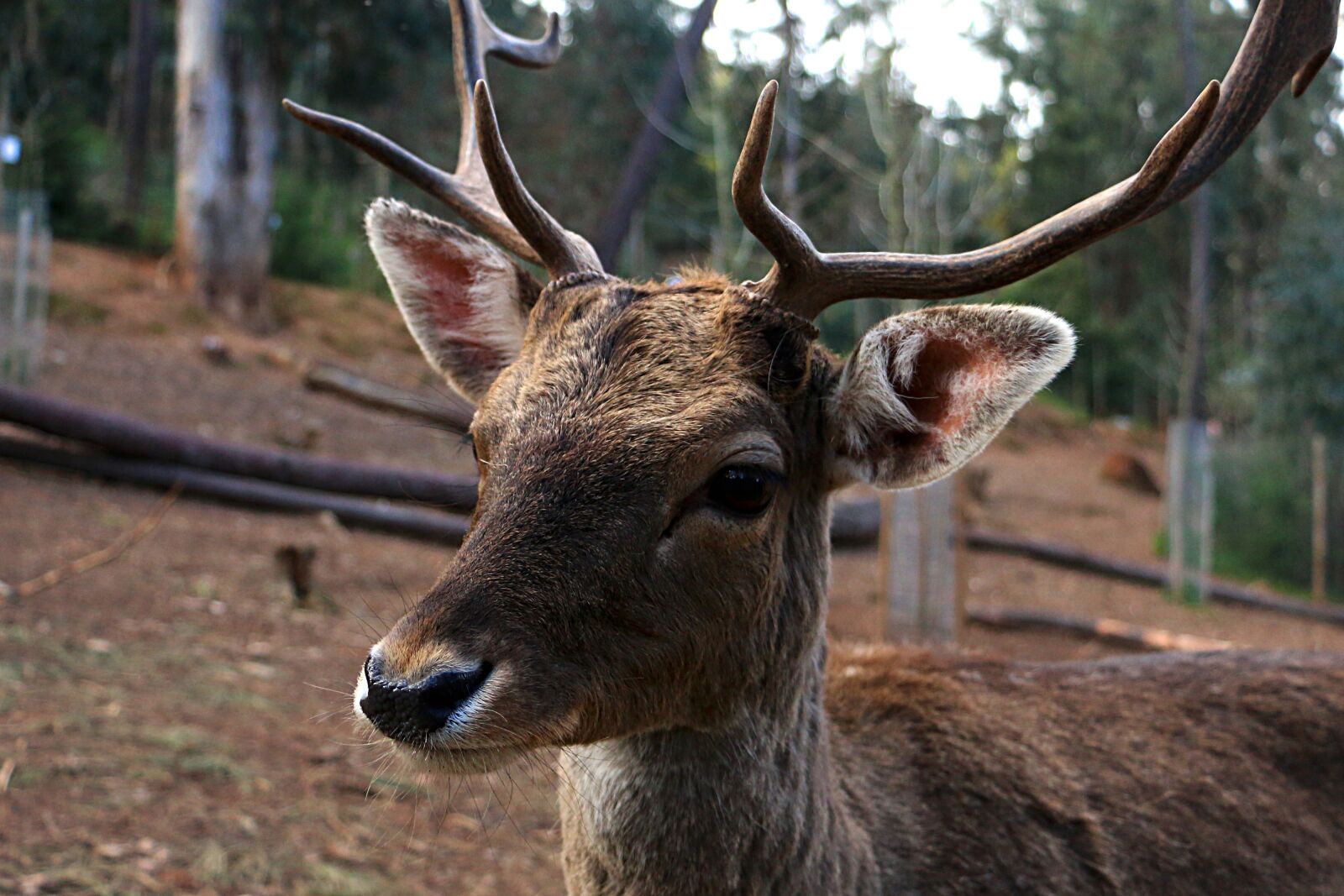 Canon EOS 70D sample photo. Deer, wild, animal photography