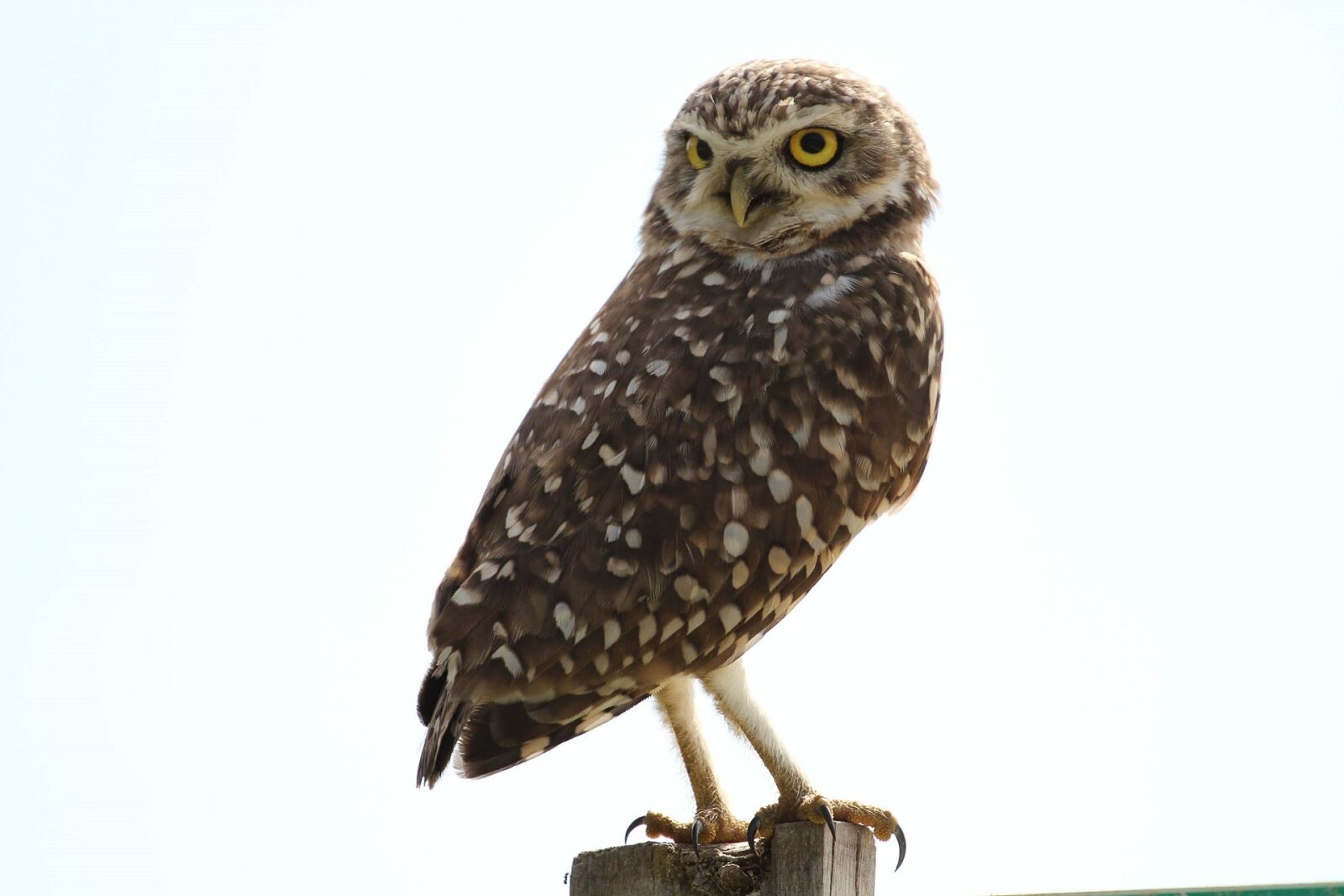 Canon EOS 7D + Canon EF 70-200mm F4L USM sample photo. Owl, bird, predator photography