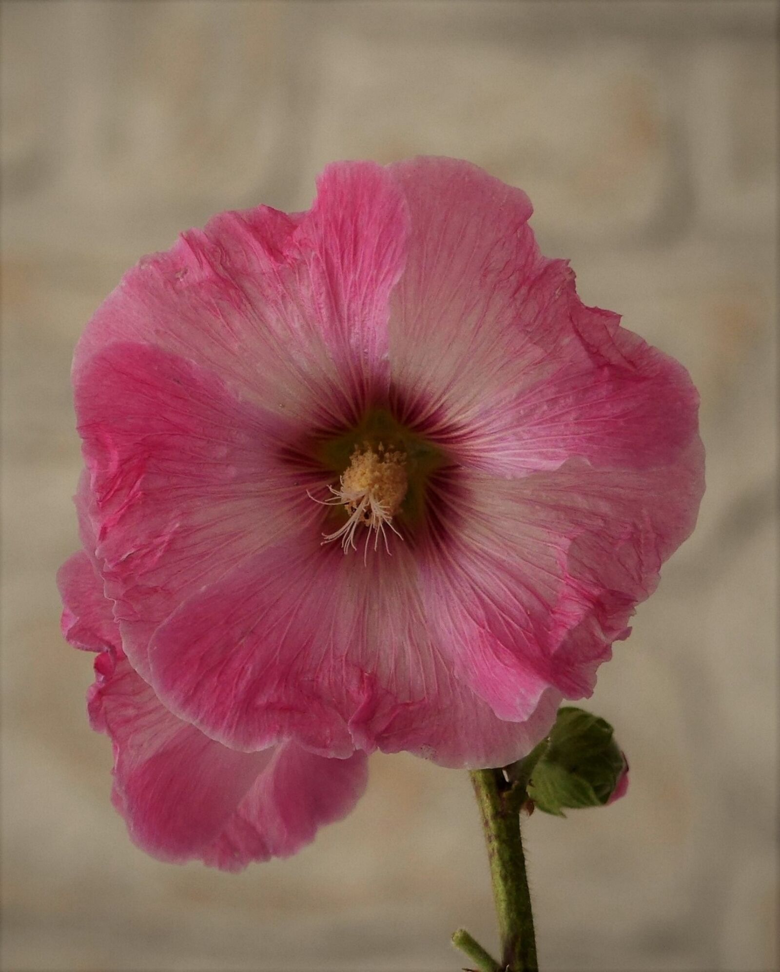 Panasonic Lumix DMC-GH3 sample photo. Flowers, mallow, stock rose photography