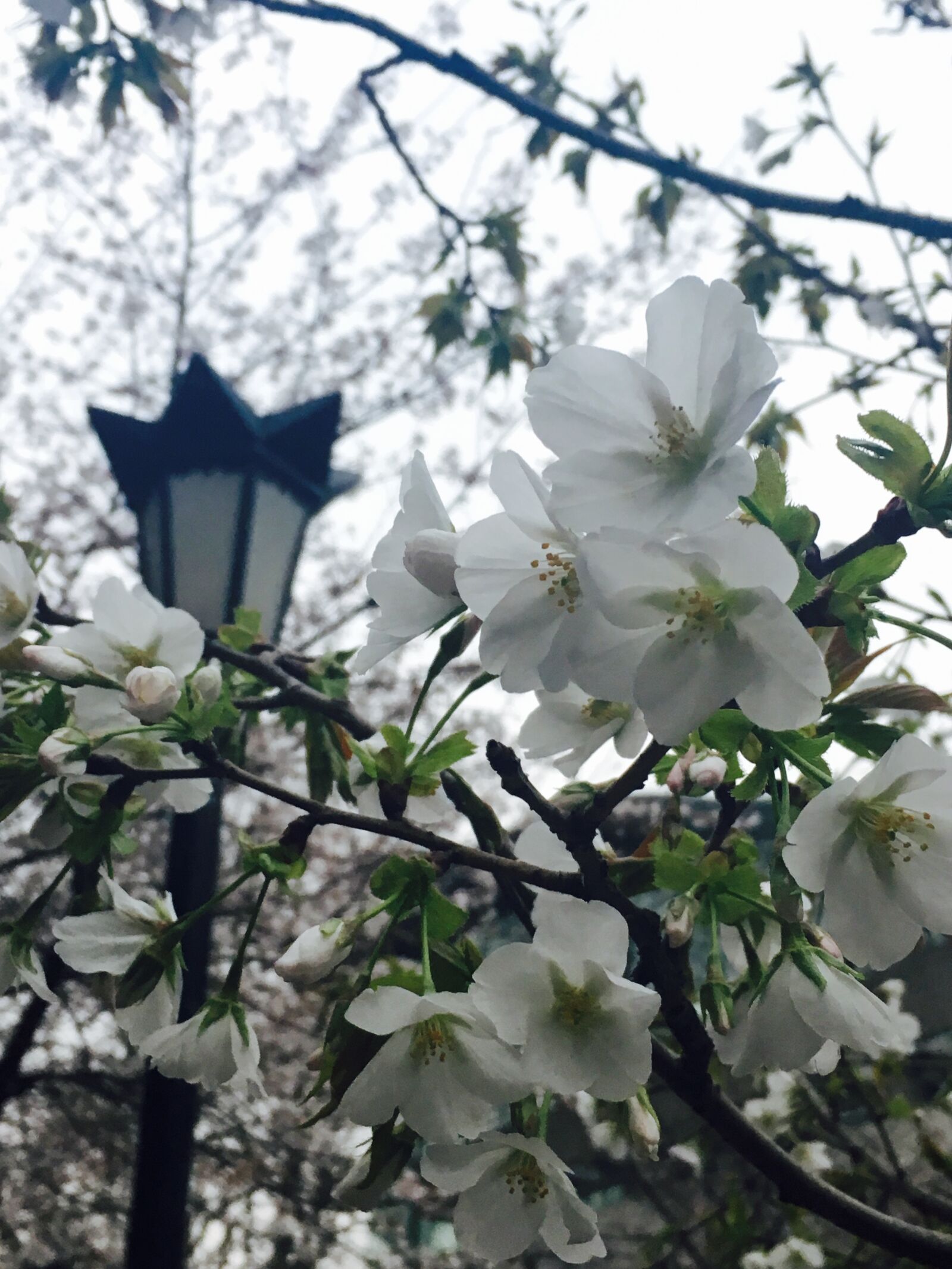 Apple iPhone 6s sample photo. Nanjing, jimingsi, cherry blossom photography