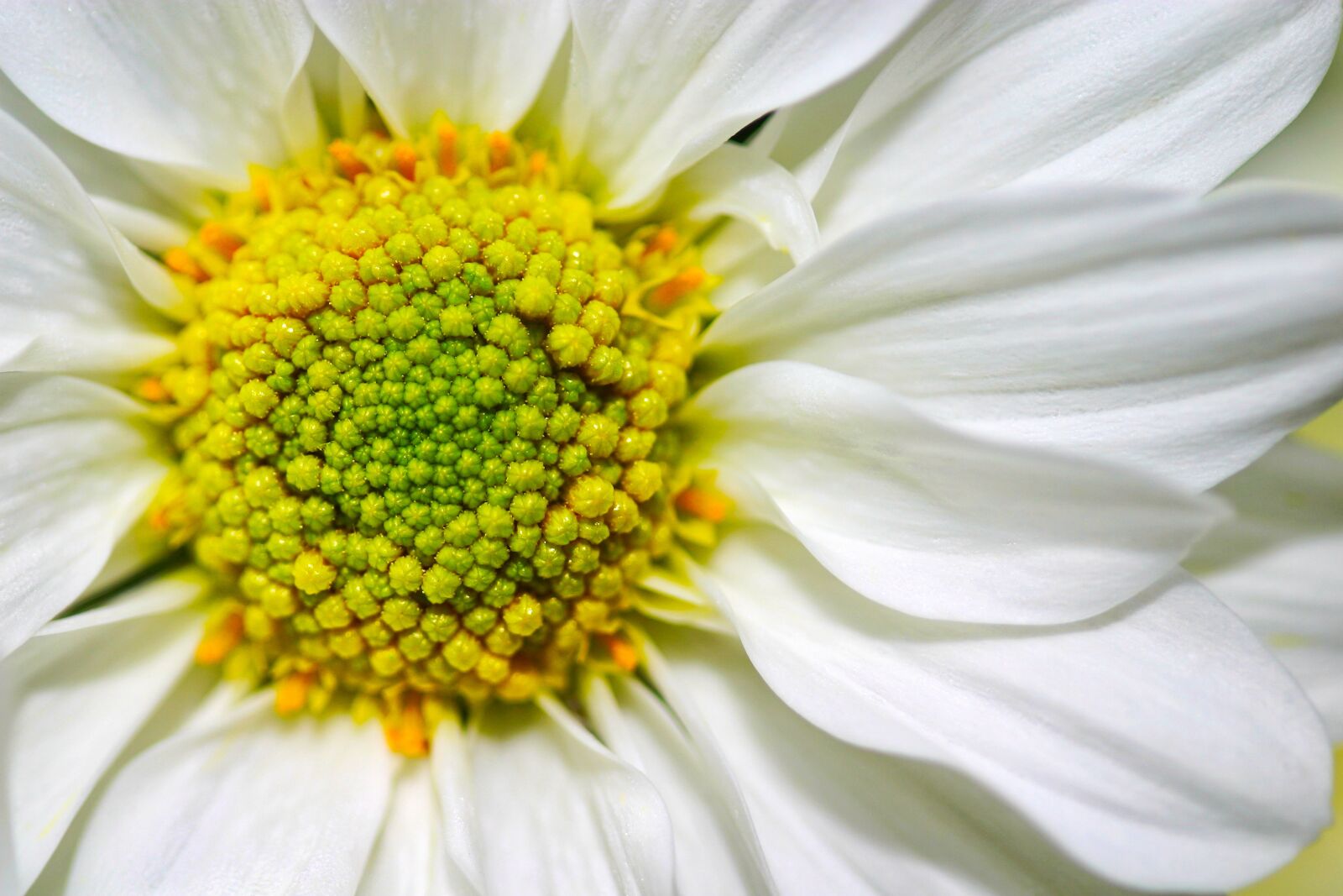 Canon EOS D60 sample photo. Leucanthemum, vulgare, oxeye photography