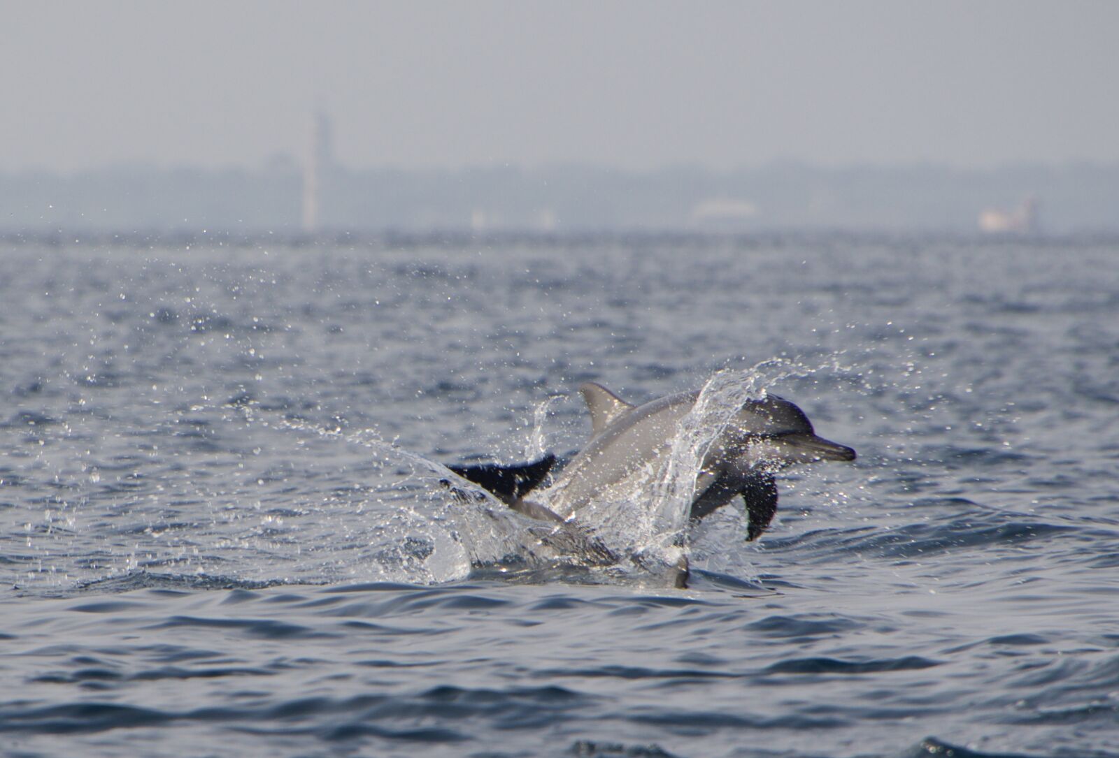Nikon D500 sample photo. Dolphins, dolphin, jump photography