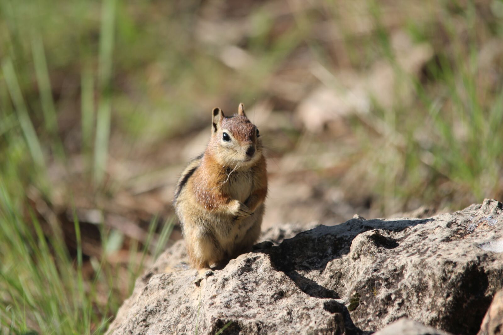 Canon EOS 600D (Rebel EOS T3i / EOS Kiss X5) sample photo. Squirrel, flagstaff, az photography