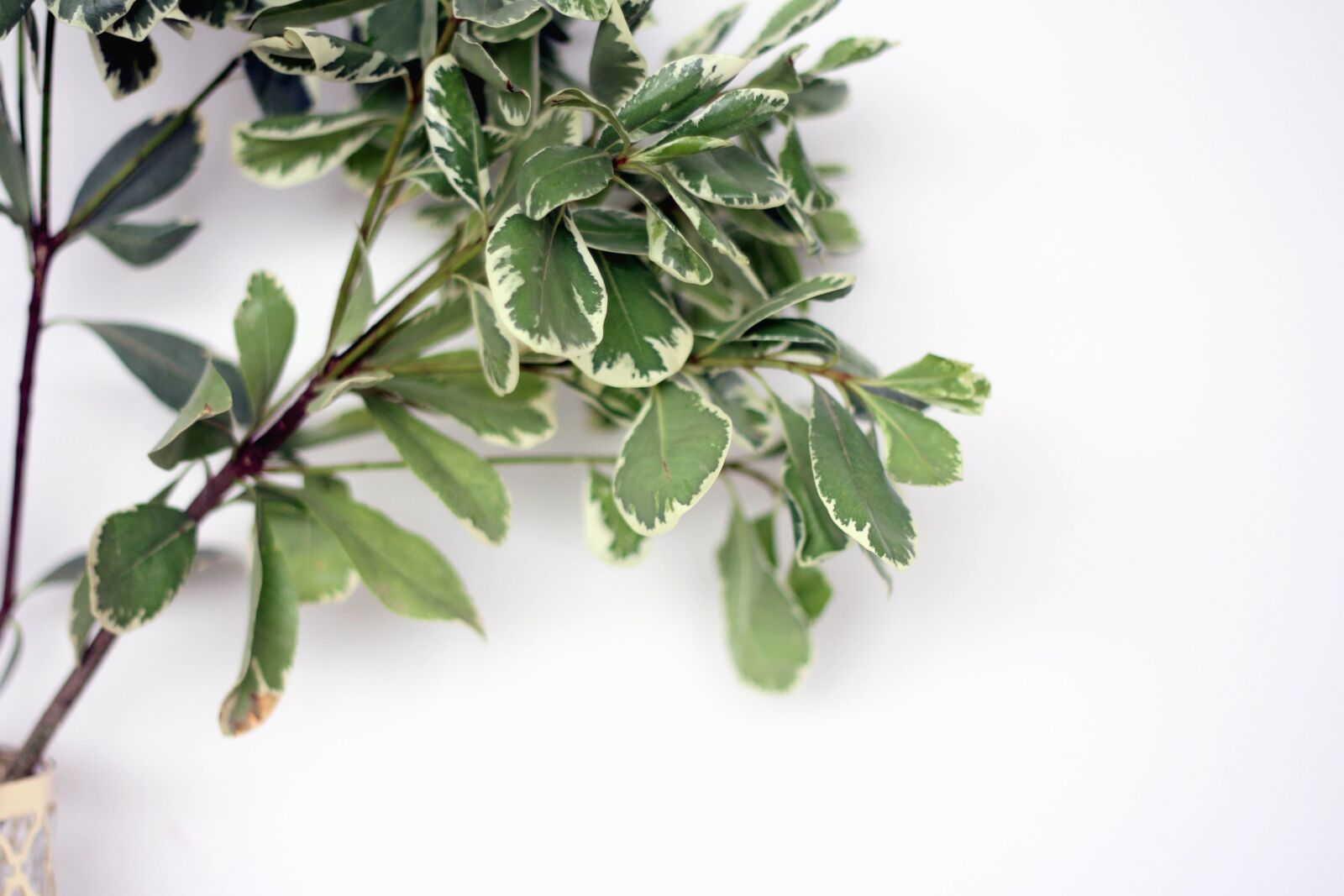 Canon EOS 60D sample photo. Plant, leaves, branches, wall photography