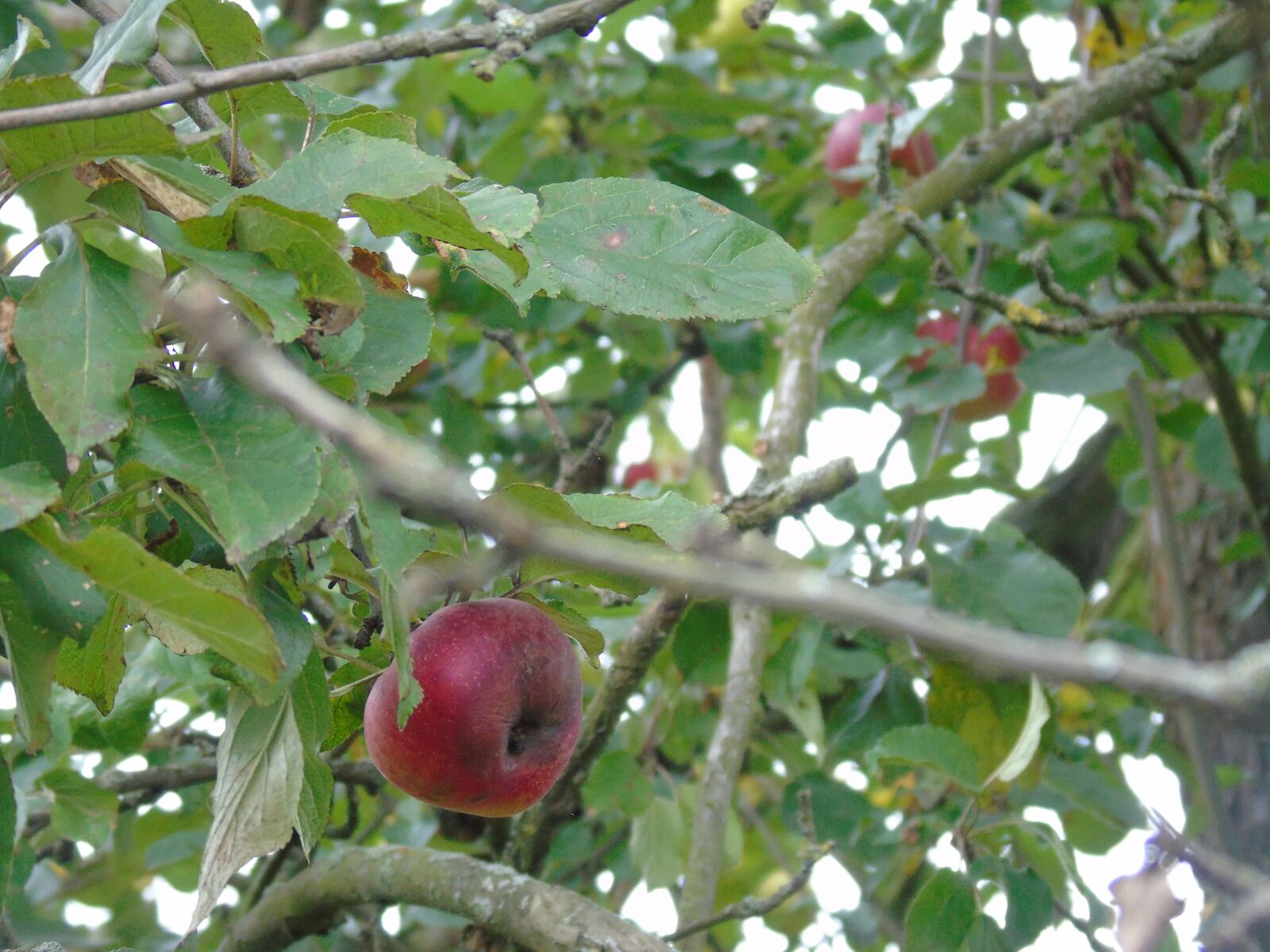 Sony Cyber-shot DSC-H400 sample photo. Apple, autumn, fruit photography