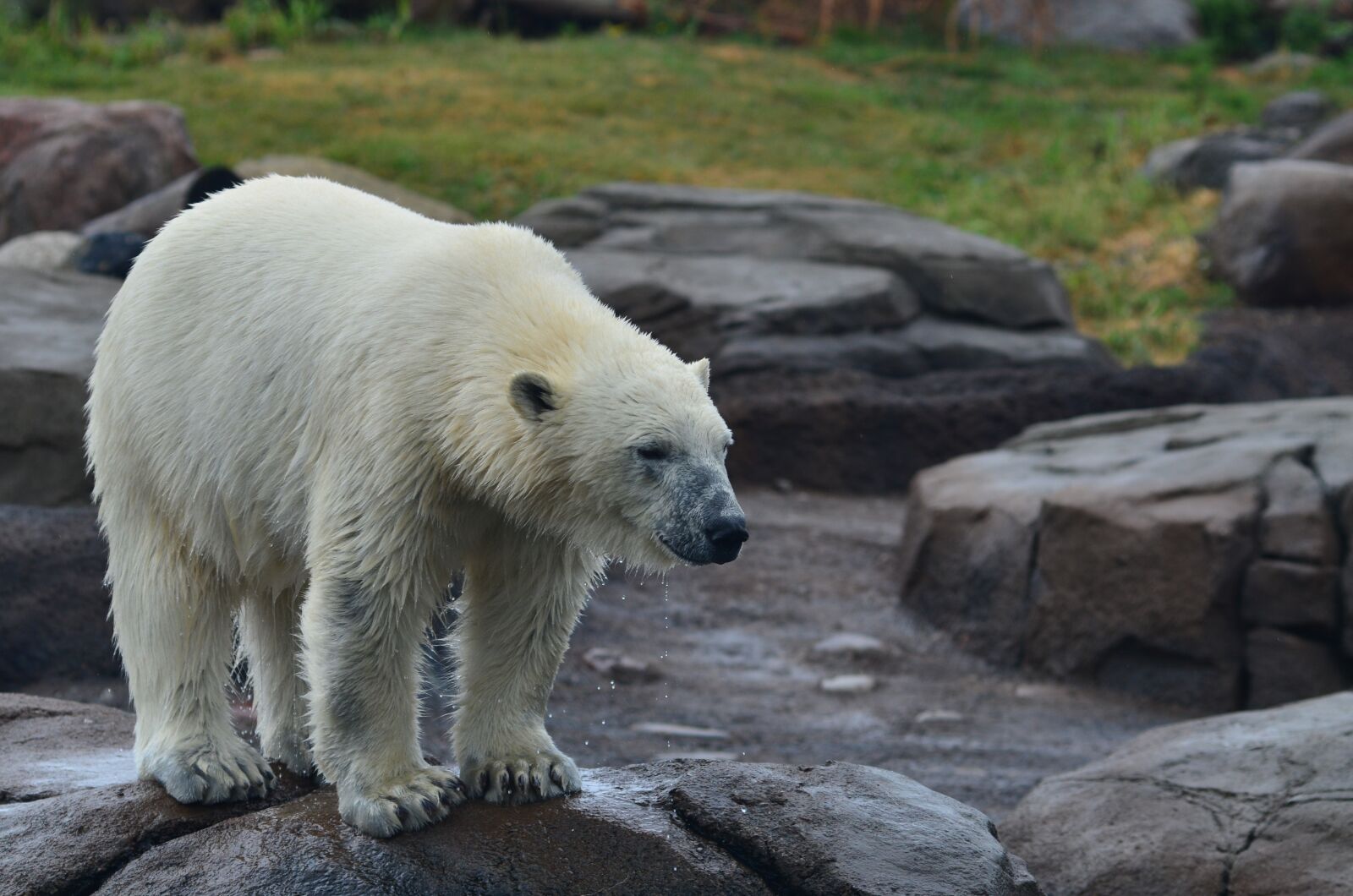 Nikon D7000 sample photo. Polar bear, zoo, nature photography