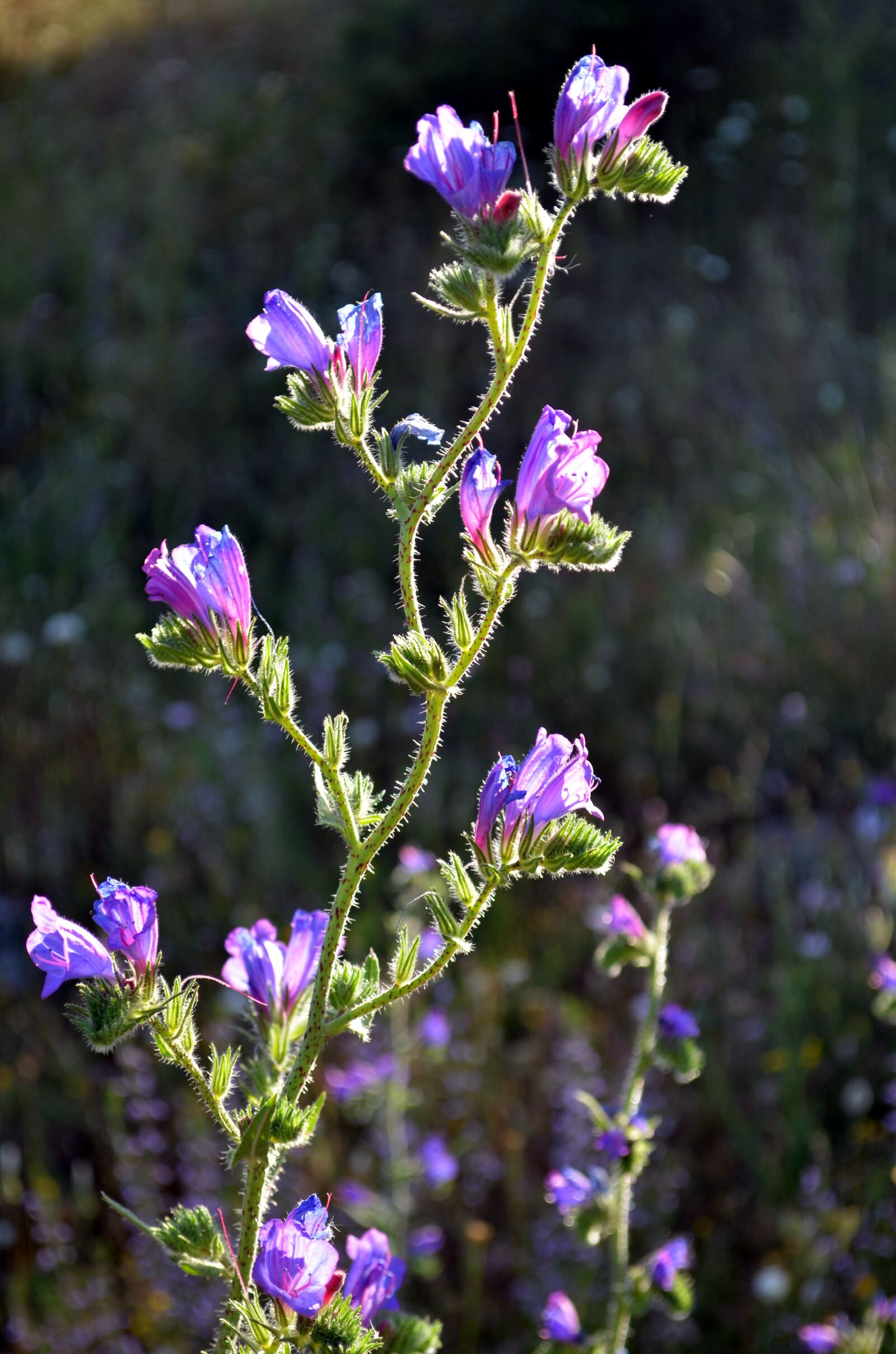 Nikon D5100 sample photo. Wild plant, flower, salento photography