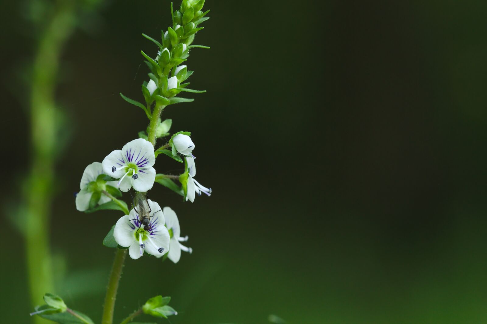 Canon EOS 600D (Rebel EOS T3i / EOS Kiss X5) sample photo. Flower, white, green photography