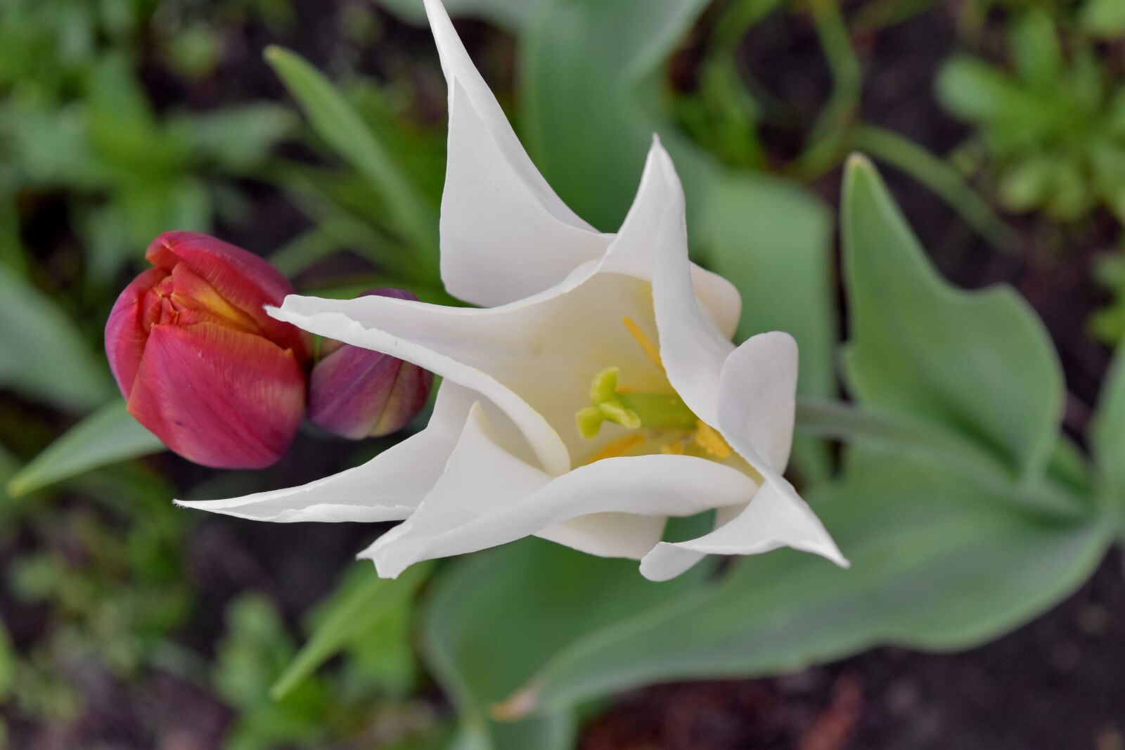Nikon D5500 sample photo. Beautiful flowers, pink, tulips photography