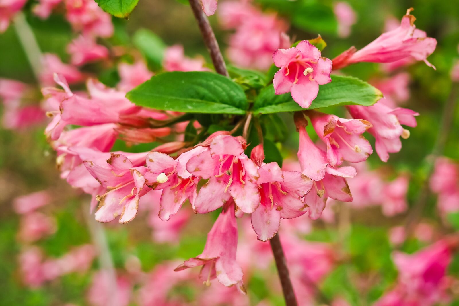 Olympus OM-D E-M10 sample photo. Weigelien, blossom, bloom photography
