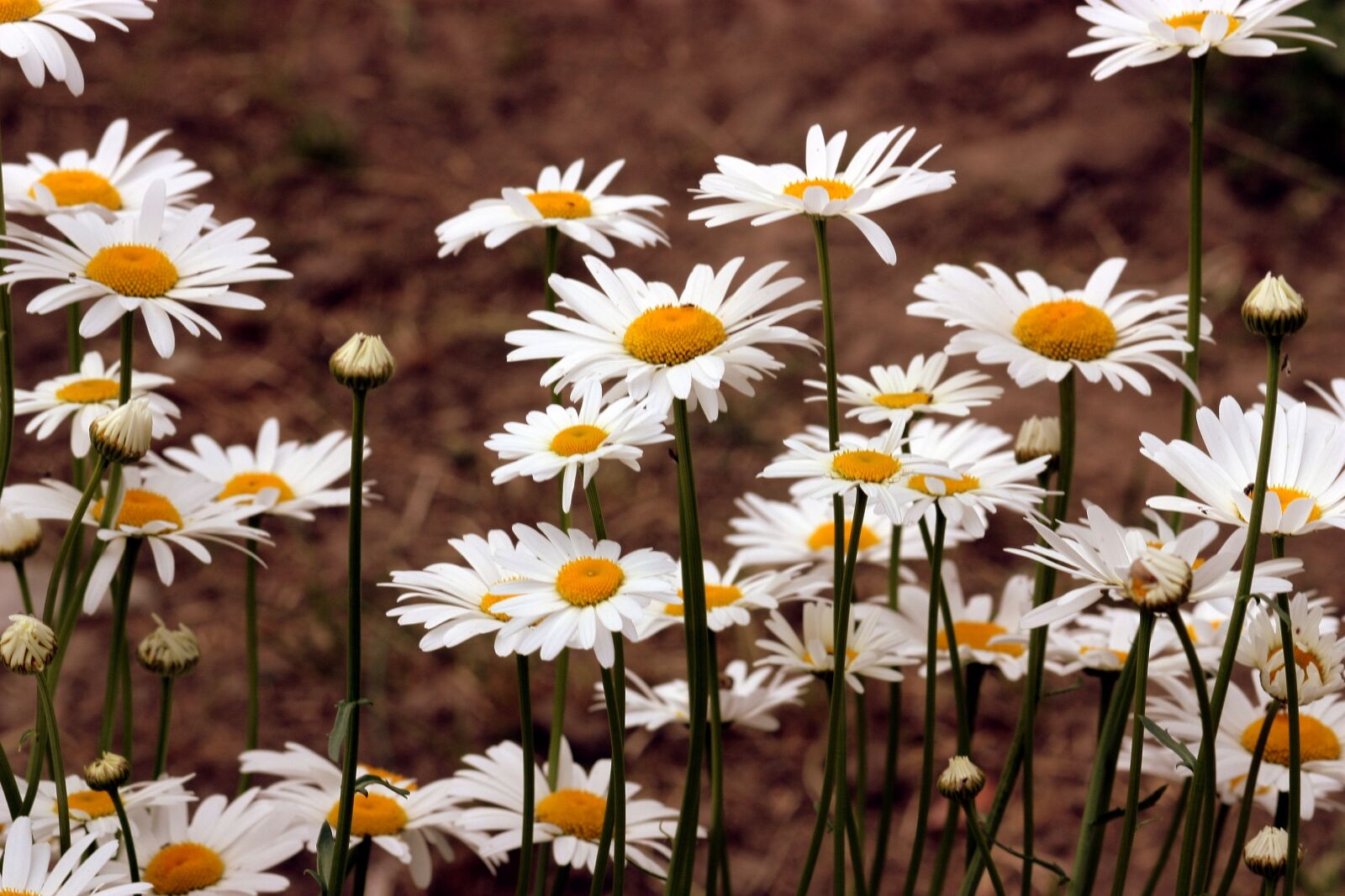 Canon EOS 450D (EOS Rebel XSi / EOS Kiss X2) sample photo. Daisy, flower, white photography