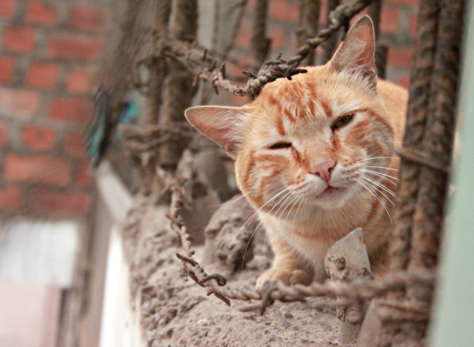 Canon EOS 500D (EOS Rebel T1i / EOS Kiss X3) sample photo. Cat, animalia, portrait photography