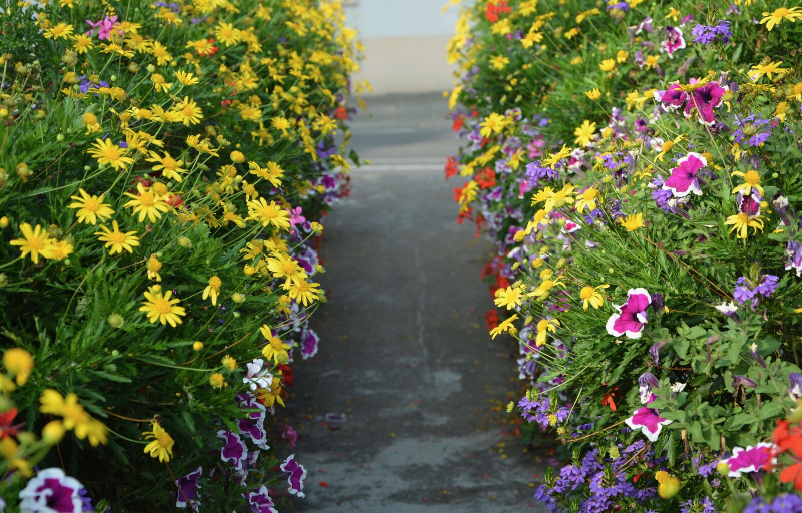 Nikon D5200 sample photo. Flowers, all e fleurie photography