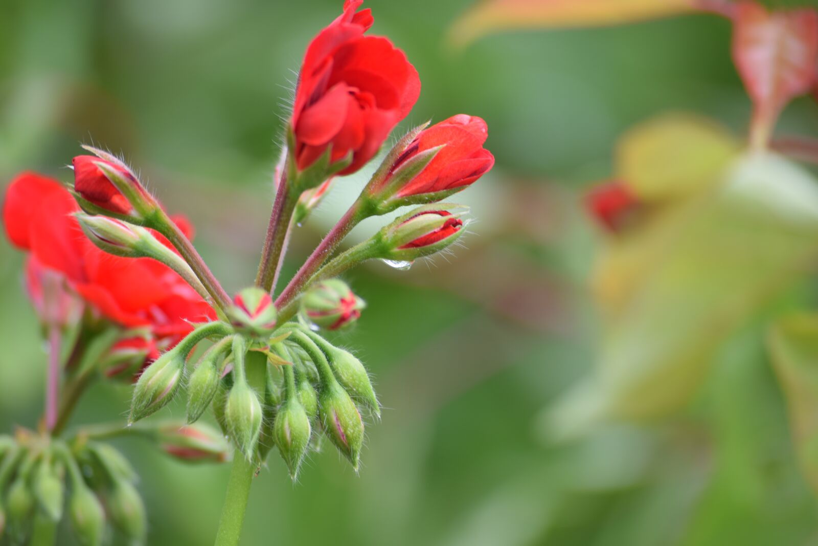 Nikon D3300 sample photo. Rose, flower, petal photography