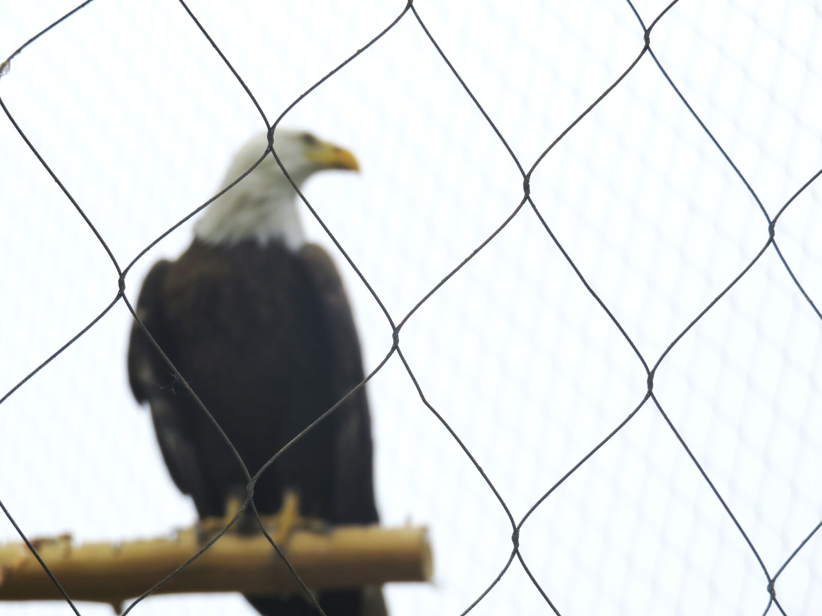 Canon PowerShot SX710 HS sample photo. Freedom, nature, eagle photography