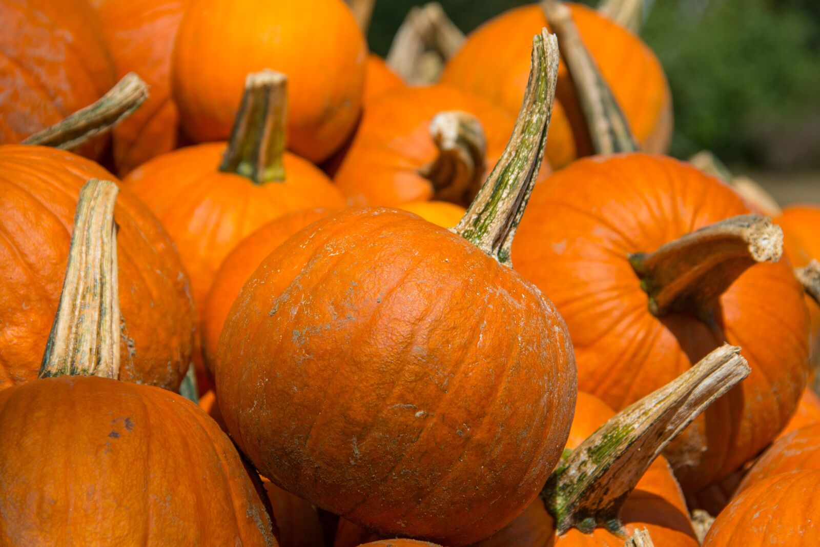 Canon EOS 5D Mark III sample photo. Pumpkin, fall, autumn photography