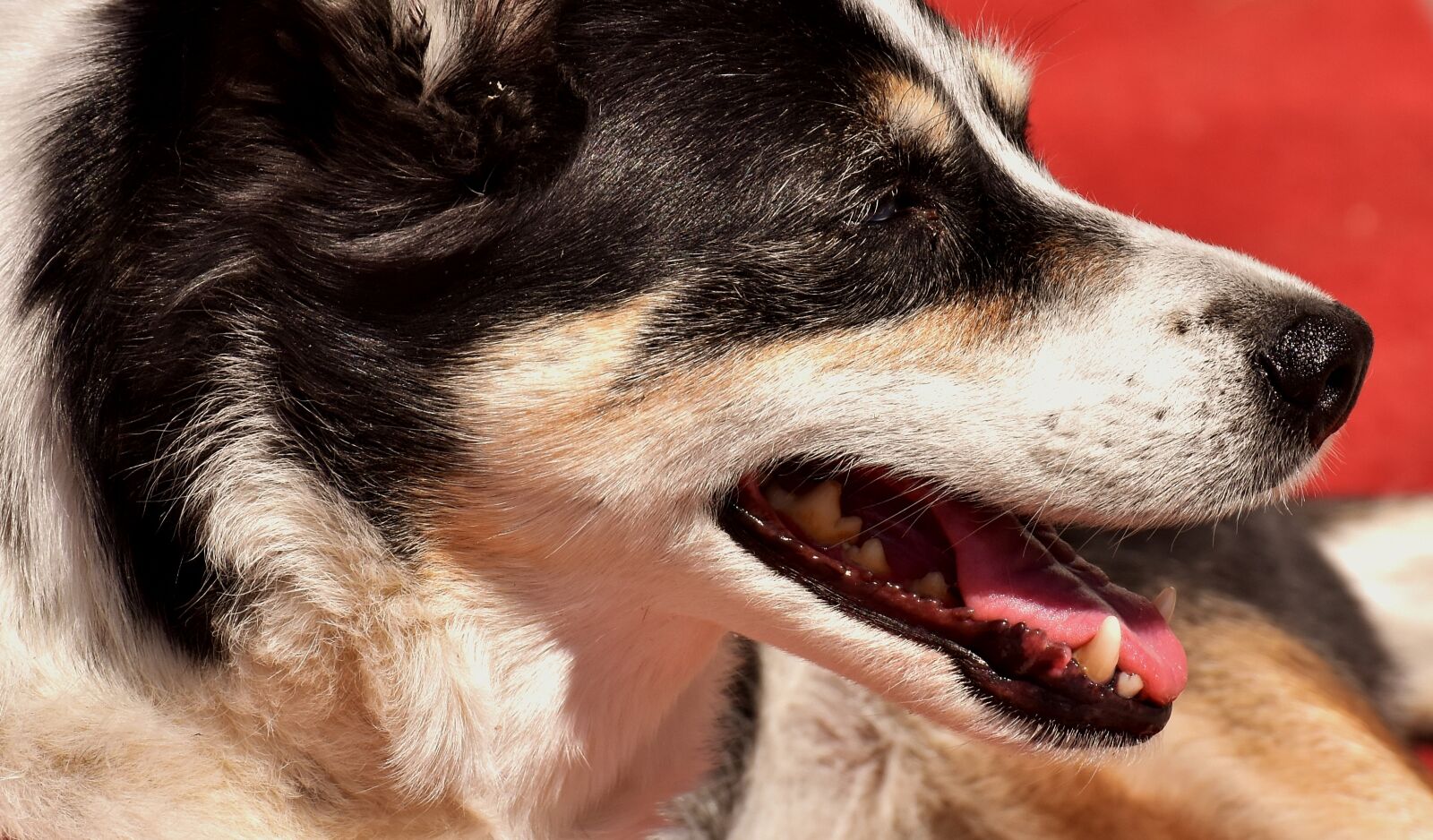 Nikon D7200 sample photo. Dog, pet, animal photography