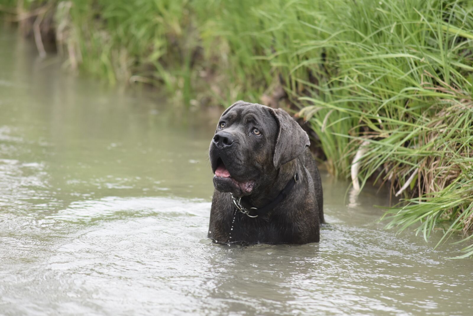 Nikon D7200 sample photo. Dog, cane corso, animals photography