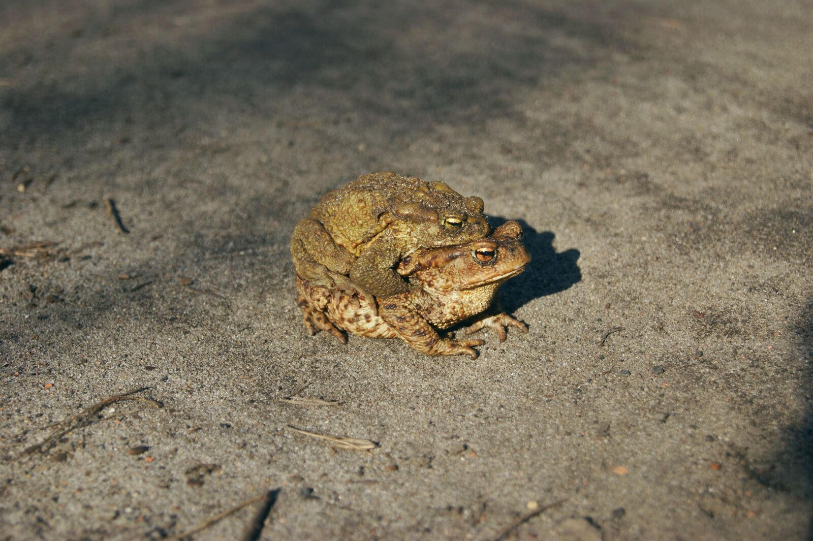 Sony Alpha DSLR-A290 sample photo. Common toad, a toad photography