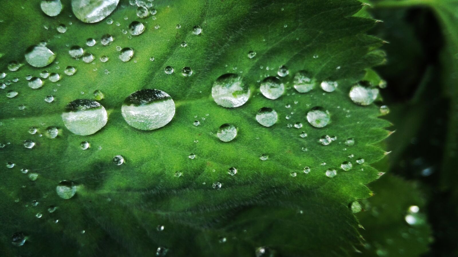 HUAWEI P8 Lite sample photo. Leave, leaf, dew photography